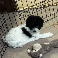 Marie, a female Poodle - Miniature  for sale in Gloucester, VA – Photo 3 of 10