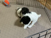 Marie, a female Poodle - Miniature  for sale in Gloucester, VA – Photo 10 of 10