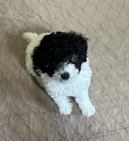 Marie, a female Poodle - Miniature  for sale in Gloucester, VA – Photo 7 of 10