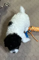 Marie, a female Poodle - Miniature  for sale in Gloucester, VA – Photo 5 of 10