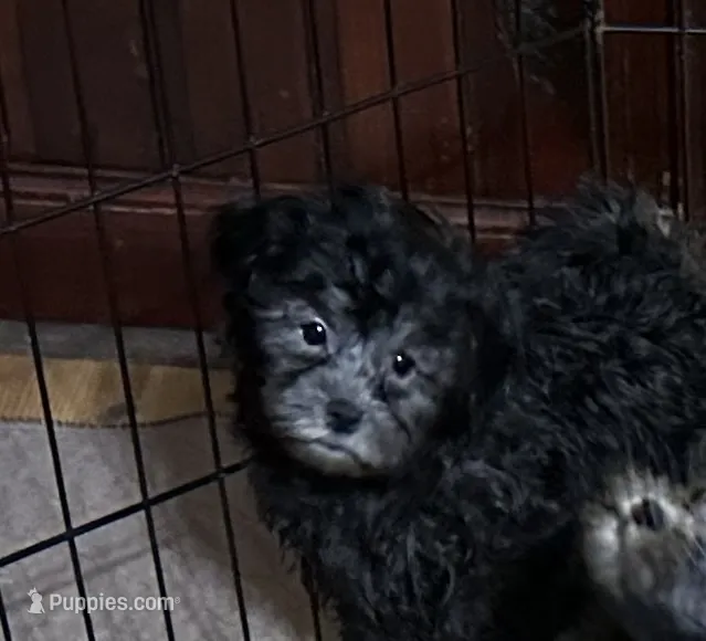 Bluey – Shihpoo puppy for sale in Gloucester, VA