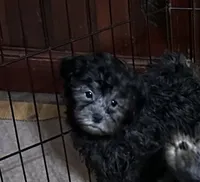 Bluey, a female Shihpoo for sale in Gloucester, VA – 1 of 9