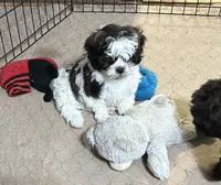 Davey, a male Shihpoo for sale in Gloucester, VA – 4 of 8