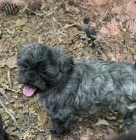 Oscar, a male Shihpoo for sale in Gloucester, VA – 6 of 6