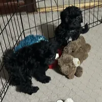 Jack, a male Shihpoo for sale in Gloucester, VA – 3 of 10