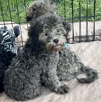 Marie, a female Shih Tzu and Poodle - Miniature  for sale in Gloucester, VA – 2 of 3