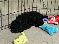 Bonnie, a female Shihpoo for sale in Gloucester, VA – 6 of 6