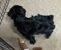 Dallas, a male Shihpoo for sale in Gloucester, VA – 3 of 9