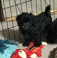 Jack, a male Shihpoo for sale in Gloucester, VA – 6 of 10