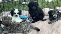 Bella, a female Shihpoo for sale in Gloucester, VA – 4 of 4