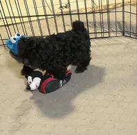 Ella, a female Shihpoo for sale in Gloucester, VA – 6 of 6