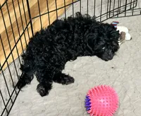 Bonnie, a female Shihpoo for sale in Gloucester, VA – 4 of 6