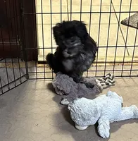Baxter, a male Shihpoo for sale in Gloucester, VA – 4 of 7