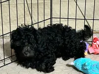 Bonnie, a female Shihpoo for sale in Gloucester, VA – 3 of 6