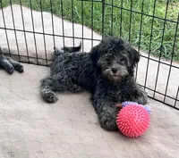 Macey, a female Shih Tzu and Poodle - Miniature  for sale in Gloucester, VA – 5 of 6