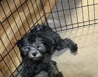 Sara, a female Shihpoo for sale in Gloucester, VA – 3 of 6