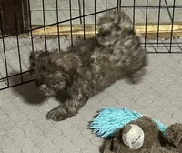 Mabel, a female Shihpoo for sale in Gloucester, VA – 4 of 6