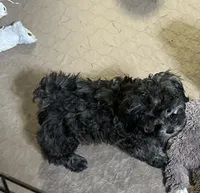 Bianca, a female Shihpoo for sale in Gloucester, VA – 5 of 7