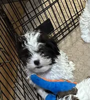 Rowdy, a male Shihpoo for sale in Gloucester, VA – Photo 5 of 8