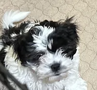 Rowdy, a male Shihpoo for sale in Gloucester, VA – Photo 2 of 8