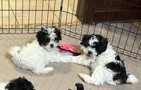 Rowdy, a male Shihpoo for sale in Gloucester, VA – Photo 7 of 8