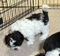 Rowdy, a male Shihpoo for sale in Gloucester, VA – Photo 4 of 8