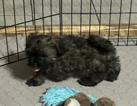 Martha, a female Shihpoo for sale in Gloucester, VA – 3 of 9