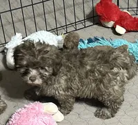 Mikey, a male Shihpoo for sale in Gloucester, VA – 4 of 6
