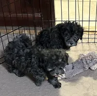 Bianca, a female Shihpoo for sale in Gloucester, VA – 3 of 7