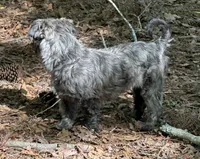 Oscar, a male Shihpoo for sale in Gloucester, VA – 5 of 6