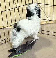 Pandy Andy, a male Shihpoo for sale in Gloucester, VA – 10 of 10