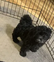 Ella, a female Shihpoo for sale in Gloucester, VA – 2 of 6