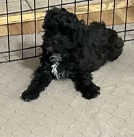 Daisy, a female Yorkipoo for sale in Gloucester, VA – 4 of 10