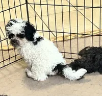Pandy Andy, a male Shihpoo for sale in Gloucester, VA – 2 of 10