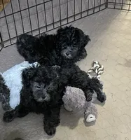 Bluey, a female Shihpoo for sale in Gloucester, VA – 6 of 9