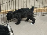 Daisy, a female Yorkipoo for sale in Gloucester, VA – 9 of 10