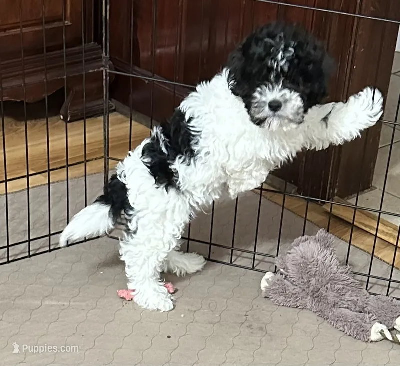 Milo – Shihpoo puppy for sale in Gloucester, VA