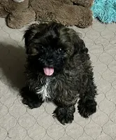Martha, a female Shihpoo for sale in Gloucester, VA – 1 of 9