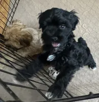 Dallas, a male Shihpoo for sale in Gloucester, VA – 9 of 9