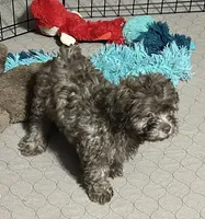 Mikey, a male Shihpoo for sale in Gloucester, VA – 6 of 6