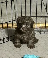 Mabel, a female Shihpoo for sale in Gloucester, VA – 5 of 6