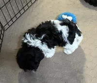 Rosie, a female Shihpoo for sale in Gloucester, VA – 4 of 6
