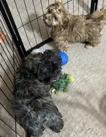 Rose, a female Shih Tzu and Poodle - Miniature  for sale in Gloucester, VA – 2 of 5