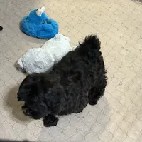 Daisy, a female Shihpoo for sale in Gloucester, VA – 3 of 8