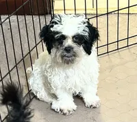 Pandy Andy, a male Shihpoo for sale in Gloucester, VA – 4 of 10