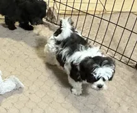 Davey, a male Shihpoo for sale in Gloucester, VA – 2 of 8