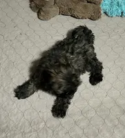 Martha, a female Shihpoo for sale in Gloucester, VA – 5 of 9