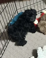 Jack, a male Shihpoo for sale in Gloucester, VA – 2 of 10
