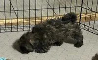 Martha, a female Shihpoo for sale in Gloucester, VA – 7 of 9