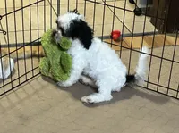 Oreo, a male Shihpoo for sale in Gloucester, VA – 6 of 10